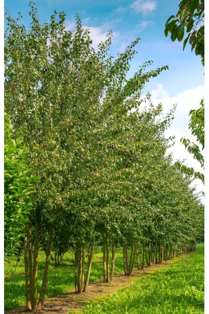 Великоплідна слива Персикова з ароматом персика, фото крупним планом